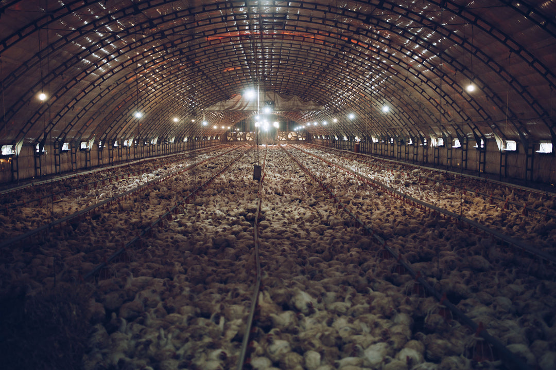 Trigger Warning!! Just how polluted is conventional chicken?